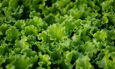 The Cyclospora Outbreak, By the Numbers