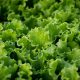 The Cyclospora Outbreak, By the Numbers
