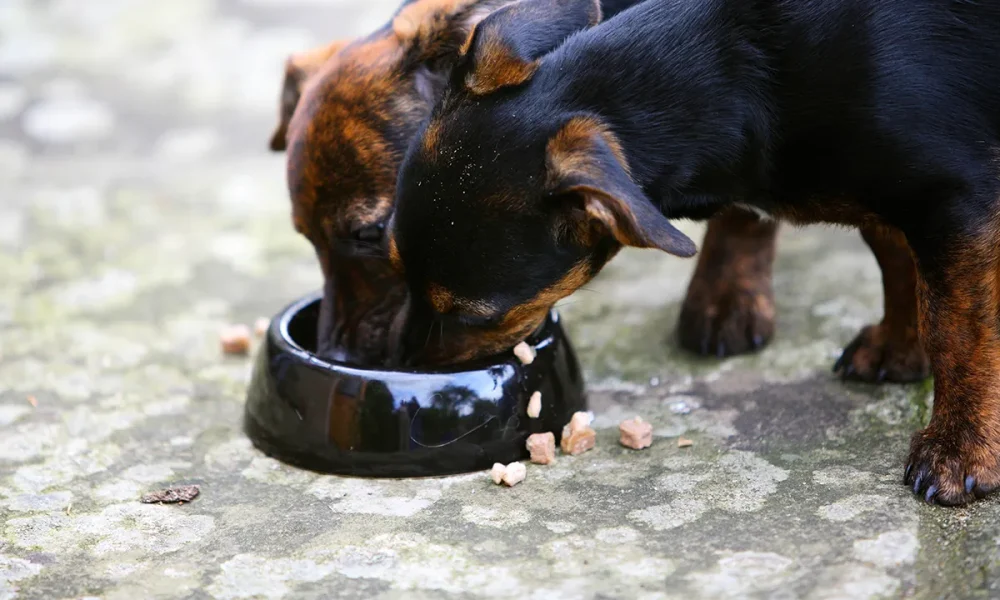 Dog supplements sold online recalled over potential salmonella risk