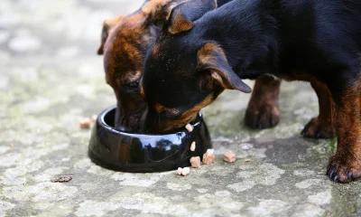 Dog supplements sold online recalled over potential salmonella risk