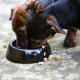 Dog supplements sold online recalled over potential salmonella risk