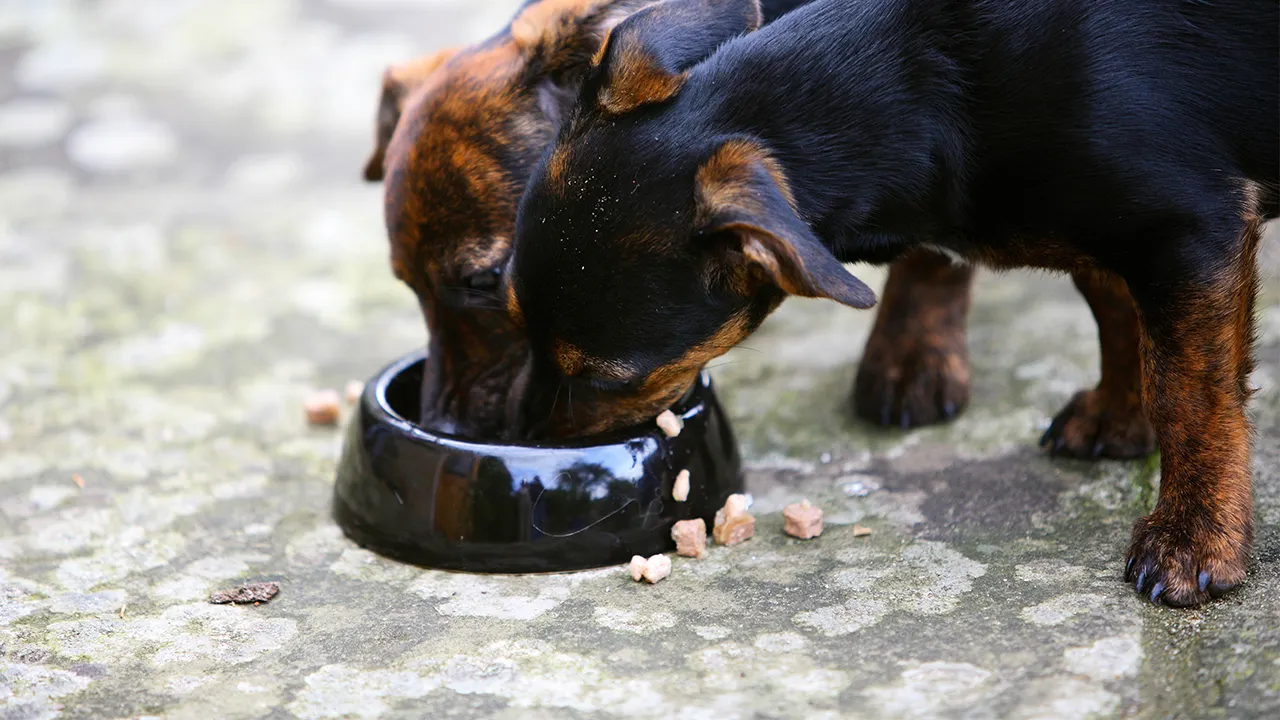 Dog supplements sold online recalled over potential salmonella risk