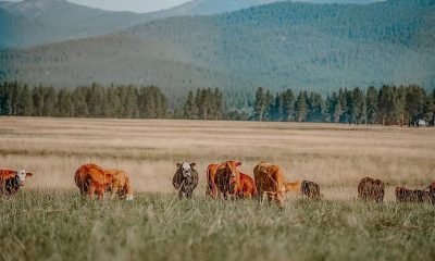 Processors adapt to growing demand for sustainable meat