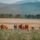 Processors adapt to growing demand for sustainable meat