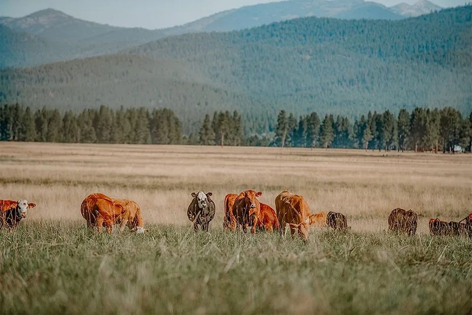 Processors adapt to growing demand for sustainable meat