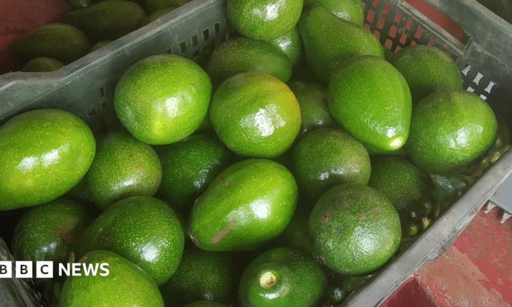 A basket of avocados from Cottanad Plantations