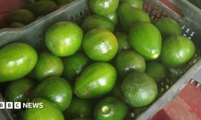 A basket of avocados from Cottanad Plantations