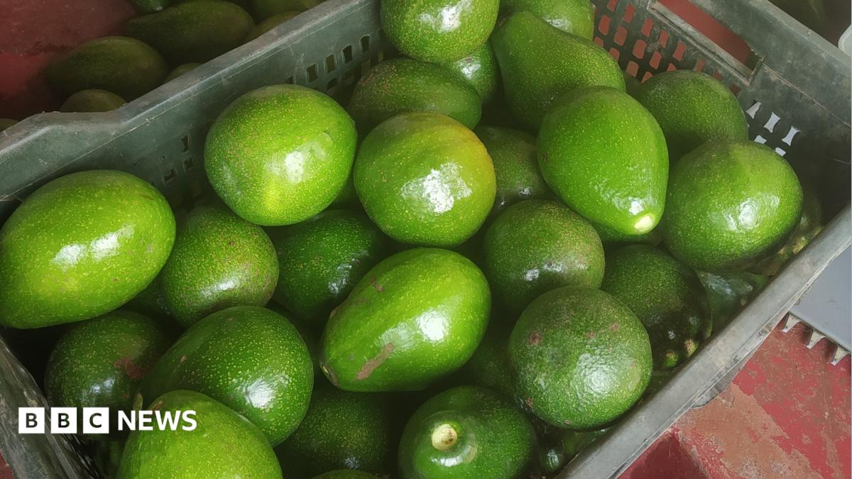 A basket of avocados from Cottanad Plantations