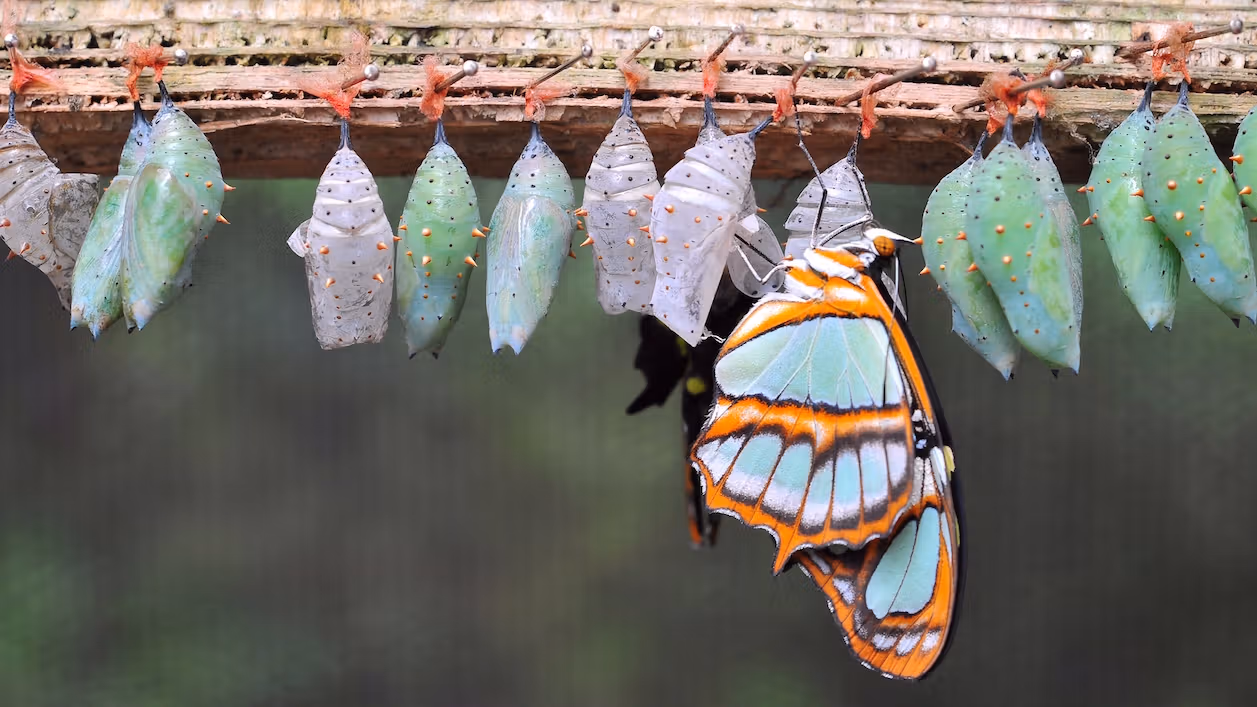 A $3.2 million 'bitcoin butterfly' option trade bets on a BTC price of $95,000 by end-October: Crypto Daily