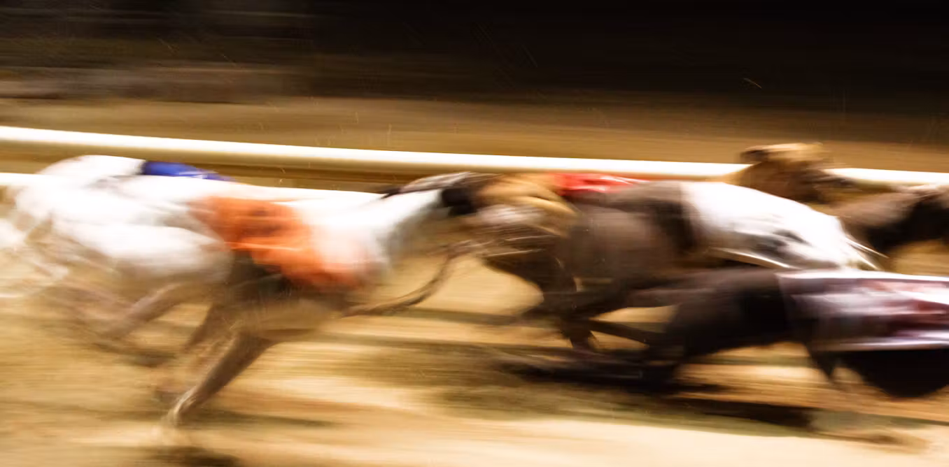 Greyhound racing just turned 100, and says its dogs are fine. But are they?