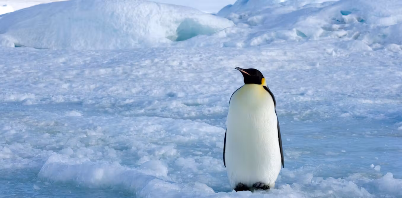 Using a radar satellite to track emperor penguins in winter is changing our understanding of the species