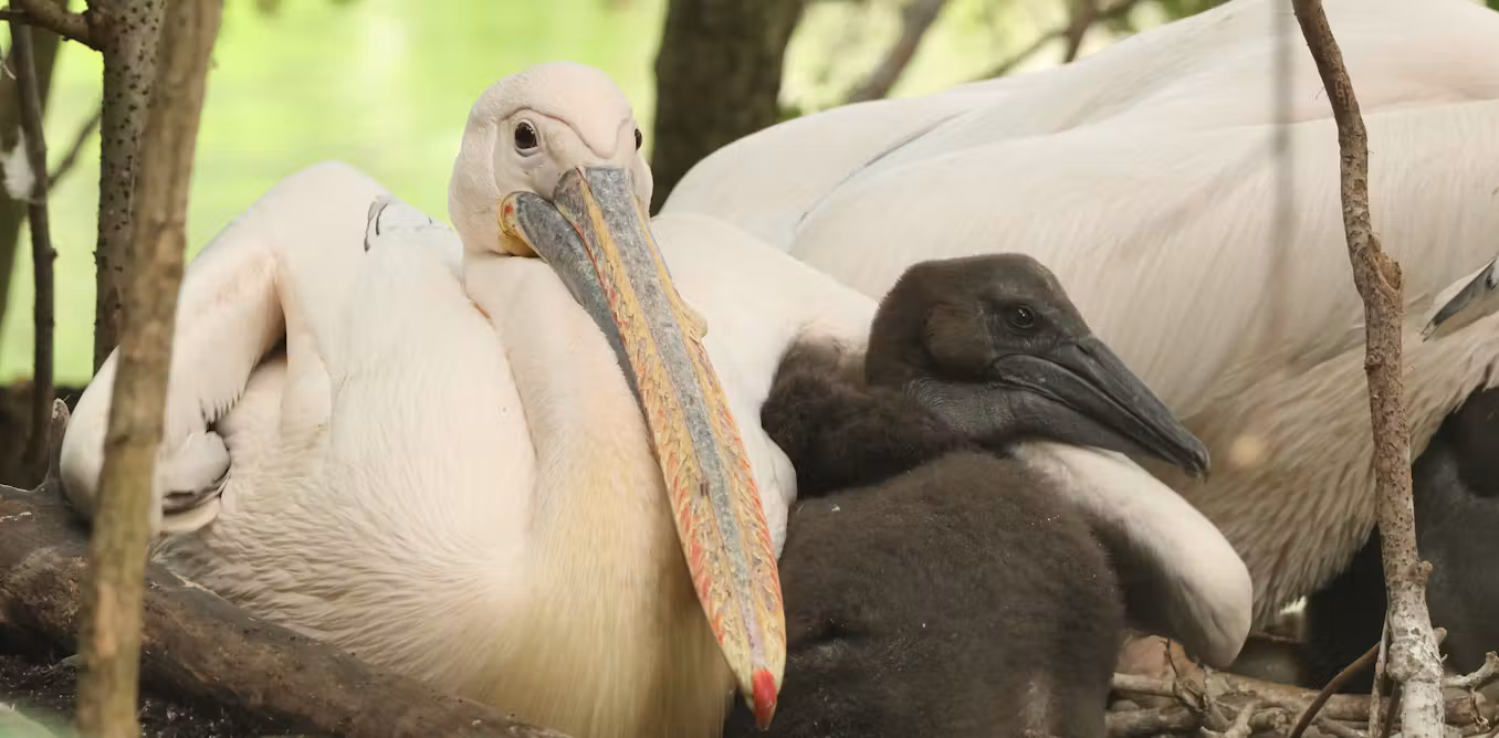 How ‘positive’ stress could improve the welfare of zoo animals
