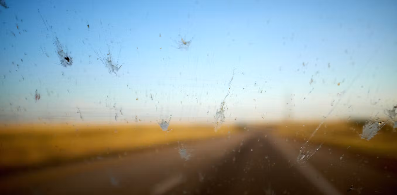 Why should we care if there aren’t any squished insects on our windscreens?