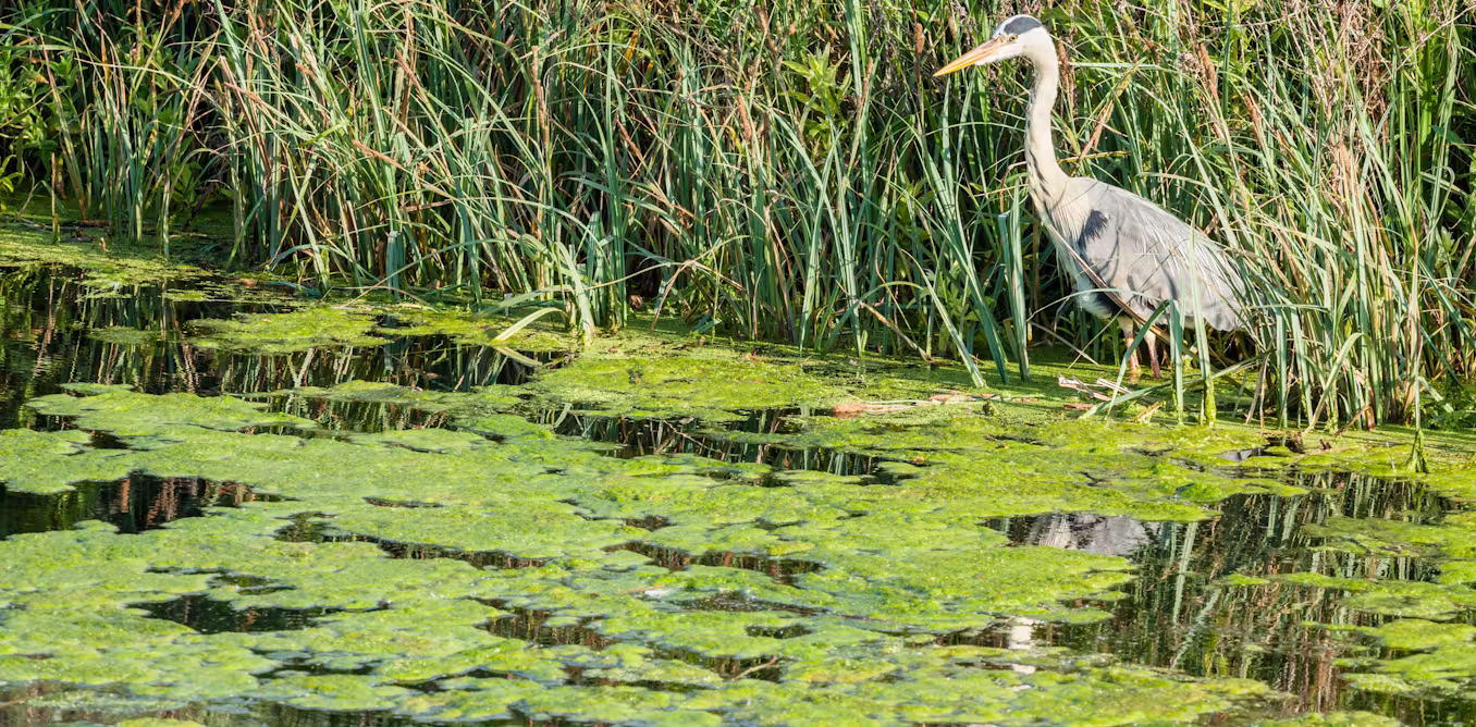 Heatwaves are making toxic algae worse, but the real problem is what we are putting into our rivers and lakes