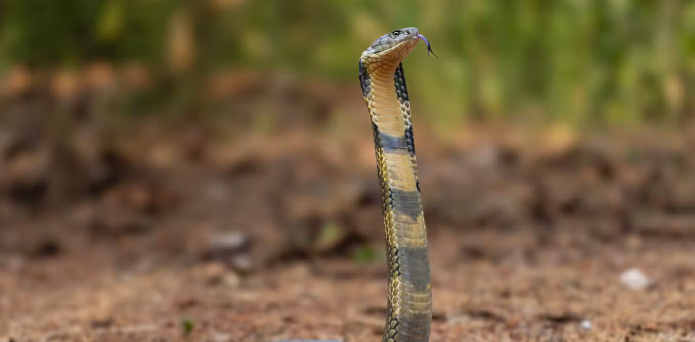 Snakebites kill tens of thousands every year, could our new research change that?