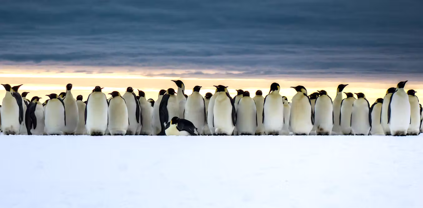 penguins, satellites and pink poo