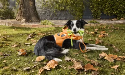 8 Spooky-Cute Halloween Costumes for Pets From PetSmart