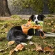 8 Spooky-Cute Halloween Costumes for Pets From PetSmart