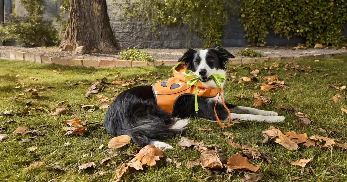 8 Spooky-Cute Halloween Costumes for Pets From PetSmart