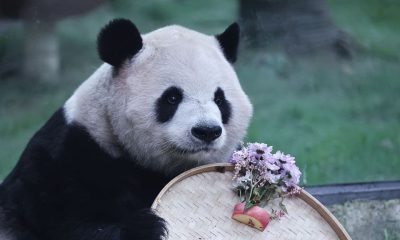 Has China’s Panda Diplomacy Lost Its Charm? It’s Not So Black-and-White