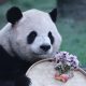 Has China’s Panda Diplomacy Lost Its Charm? It’s Not So Black-and-White