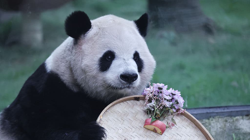 Has China’s Panda Diplomacy Lost Its Charm? It’s Not So Black-and-White