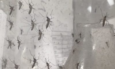 Health Officials Confirm First Florida Dengue Death of 2026 After