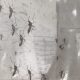 Health Officials Confirm First Florida Dengue Death of 2026 After
