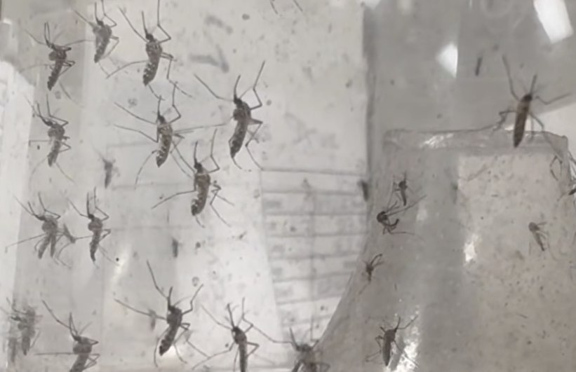 Health Officials Confirm First Florida Dengue Death of 2026 After