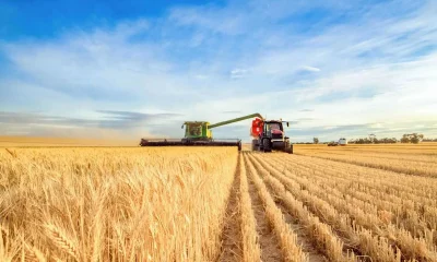 Wheat Falling Back to Start Month-End Trade