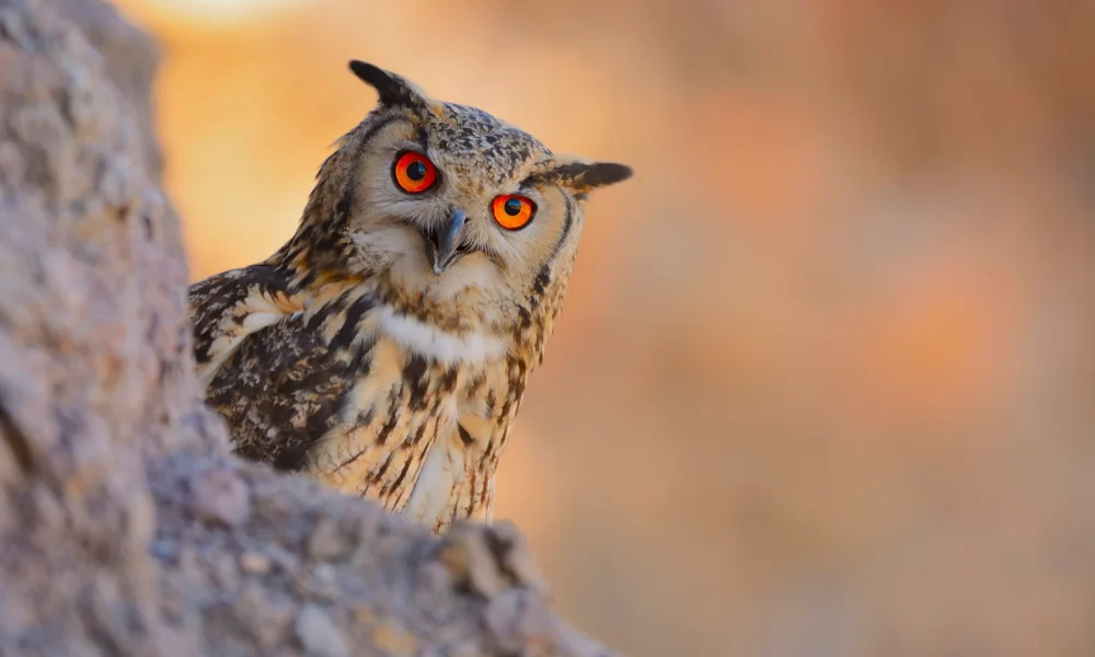 Blue Owl Capital: A Safe Double-Digit Yield (Plus Some Upside!) (NYSE:OBDC)