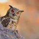 Blue Owl Capital: A Safe Double-Digit Yield (Plus Some Upside!) (NYSE:OBDC)