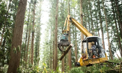 Senior men driving heavy machinery and moving timber