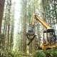 Senior men driving heavy machinery and moving timber