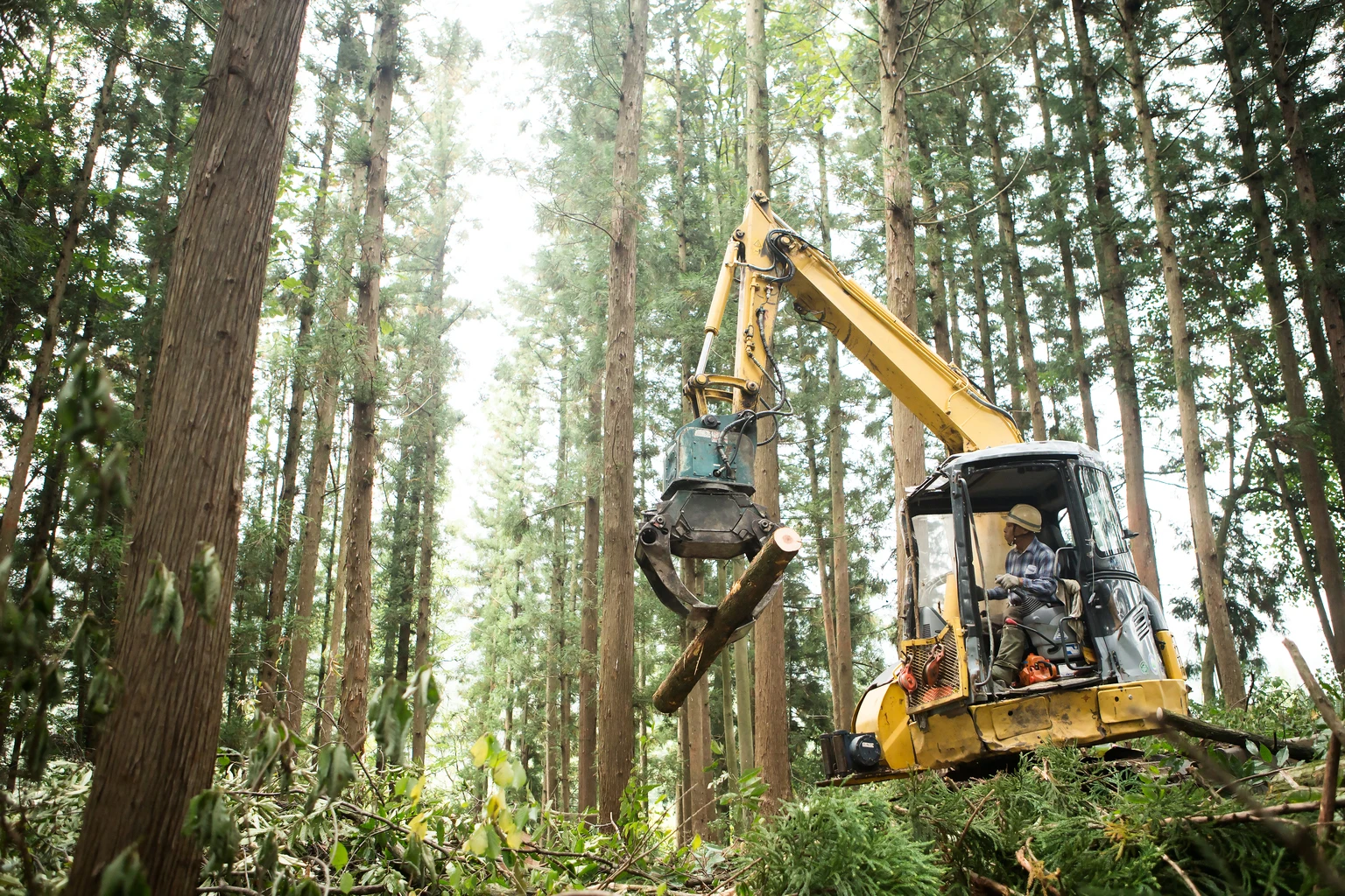 Senior men driving heavy machinery and moving timber