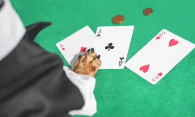 Close up dog paw with three cards and some coins on green table for playing cards. Dog wearing black and tan suit, funny conceptual shoot.
