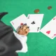 Close up dog paw with three cards and some coins on green table for playing cards. Dog wearing black and tan suit, funny conceptual shoot.