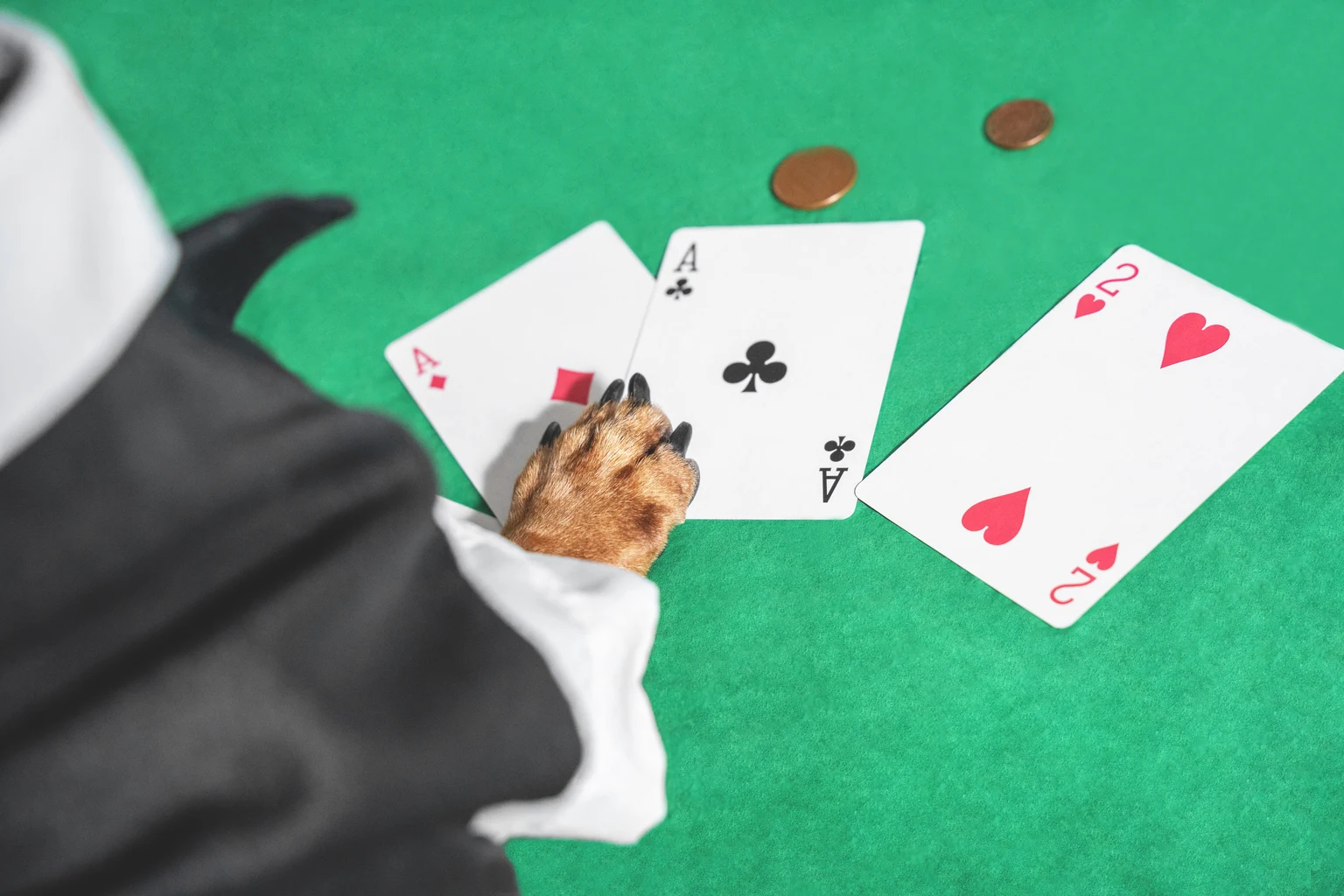 Close up dog paw with three cards and some coins on green table for playing cards. Dog wearing black and tan suit, funny conceptual shoot.