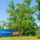 Agilent: The Recovery Is Real, But So Is The Valuation (NYSE:A)