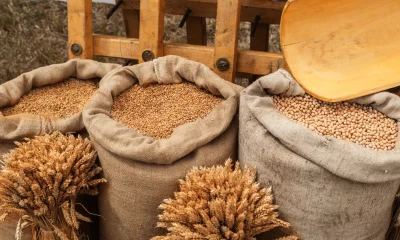 Various Grains in Bulk Sacks Farm Produce