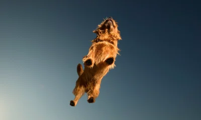 Cairn Terrier dog walking against gradient background