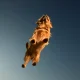 Cairn Terrier dog walking against gradient background