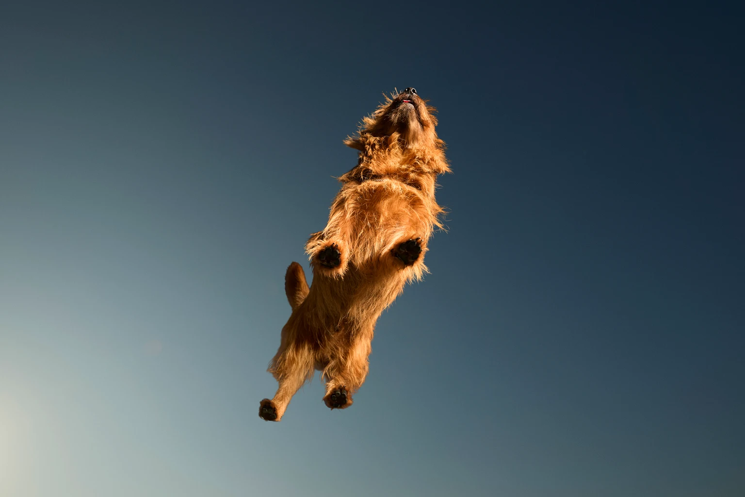Cairn Terrier dog walking against gradient background