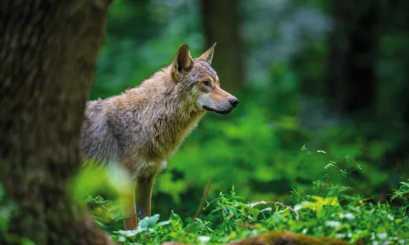 Wolf in summer forest. Wildlife scene from nature. Wild animal in the natural habitat