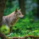 Wolf in summer forest. Wildlife scene from nature. Wild animal in the natural habitat
