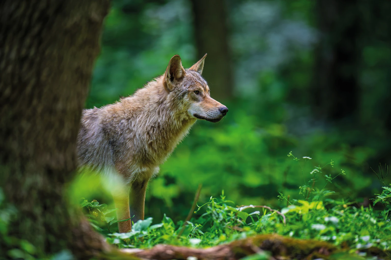 Wolf in summer forest. Wildlife scene from nature. Wild animal in the natural habitat