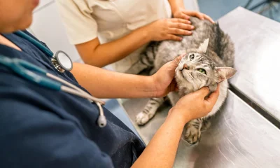 Veterinarian examining tabby cat in clinic during health check