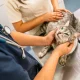 Veterinarian examining tabby cat in clinic during health check