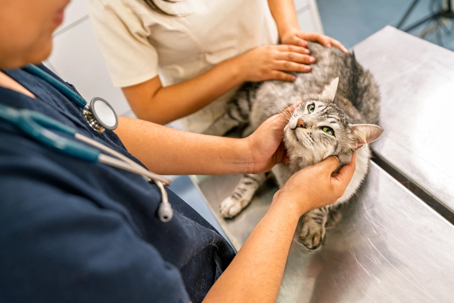 Veterinarian examining tabby cat in clinic during health check