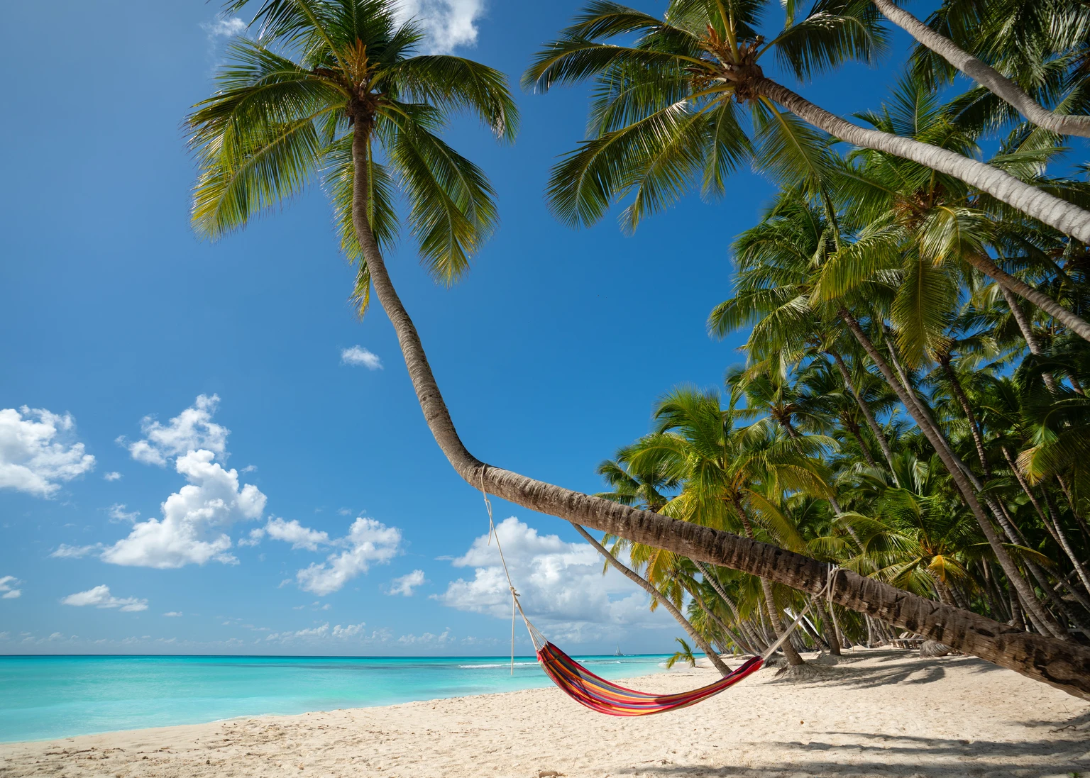 tropical beach with coconut palm and a colorful hammock